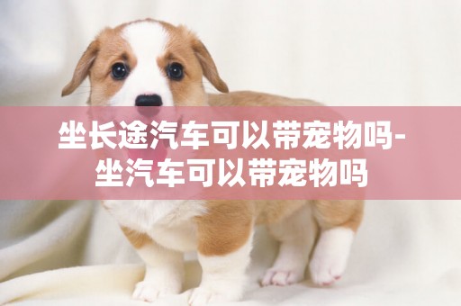 坐長途汽車可以帶寵物嗎-坐汽車可以帶寵物嗎