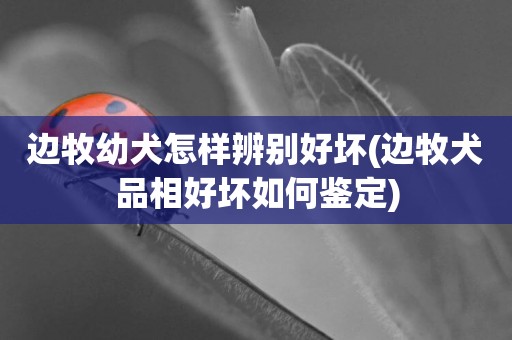 邊牧幼犬怎樣辨別好壞(邊牧犬品相好壞如何鑒定)