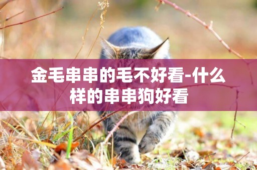 金毛串串的毛不好看-什么樣的串串狗好看