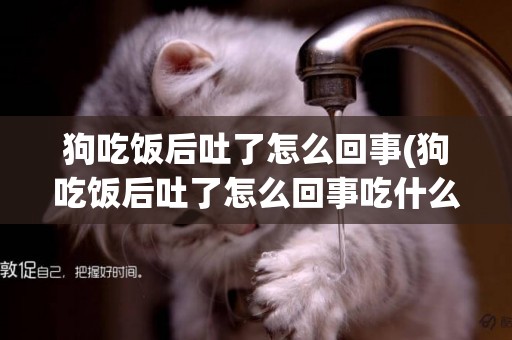 狗吃飯后吐了怎么回事(狗吃飯后吐了怎么回事吃什么藥)