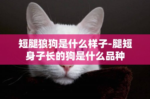 短腿狼狗是什么樣子-腿短身子長的狗是什么品種