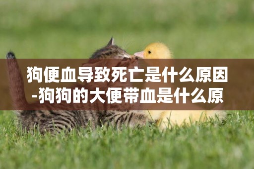 狗便血導致死亡是什么原因-狗狗的大便帶血是什么原因導致