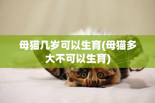 母貓幾歲可以生育(母貓多大不可以生育)