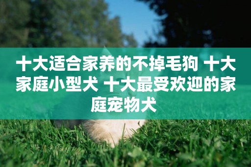 十大適合家養的不掉毛狗 十大家庭小型犬 十大最受歡迎的家庭寵物犬 