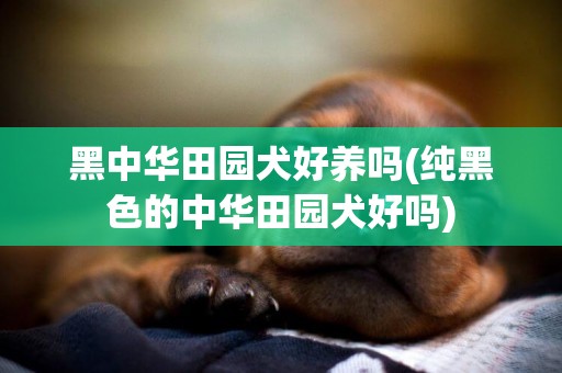 黑中華田園犬好養嗎(純黑色的中華田園犬好嗎)