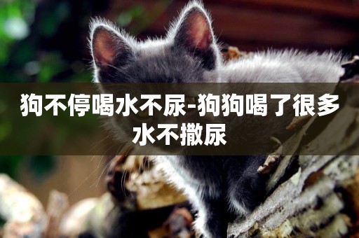 狗不停喝水不尿-狗狗喝了很多水不撒尿