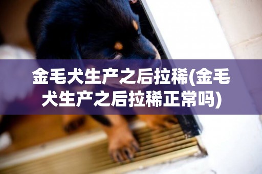 金毛犬生產之后拉稀(金毛犬生產之后拉稀正常嗎)
