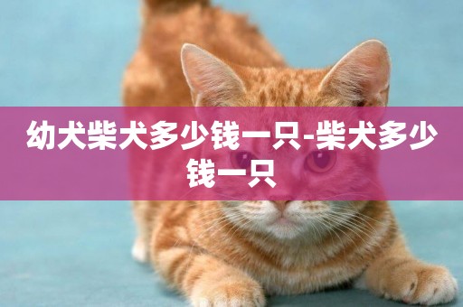 幼犬柴犬多少錢一只-柴犬多少錢一只