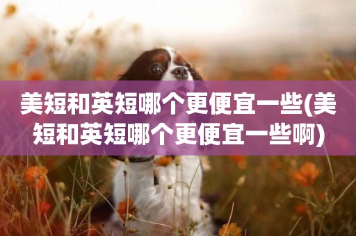 美短和英短哪個更便宜一些(美短和英短哪個更便宜一些啊)