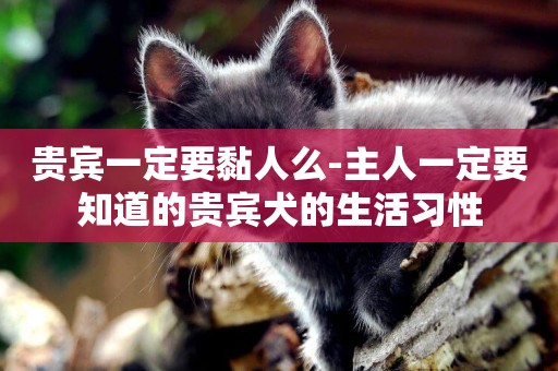 貴賓一定要黏人么-主人一定要知道的貴賓犬的生活習性