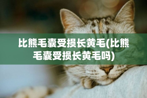 比熊毛囊受損長黃毛(比熊毛囊受損長黃毛嗎)