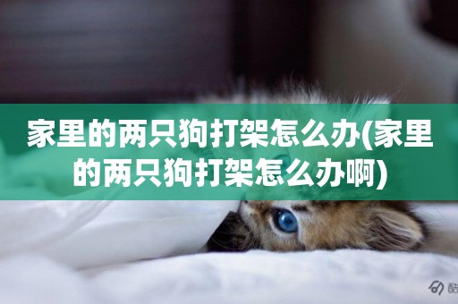 家里的兩只狗打架怎么辦(家里的兩只狗打架怎么辦啊)