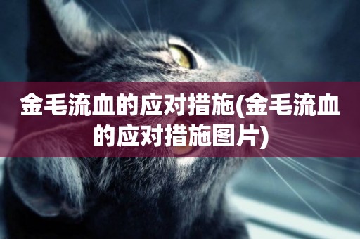 金毛流血的應對措施(金毛流血的應對措施圖片)