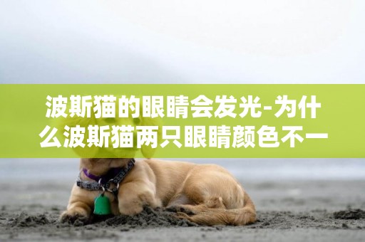 波斯貓的眼睛會發光-為什么波斯貓兩只眼睛顏色不一樣