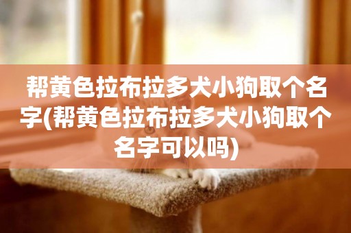 幫黃色拉布拉多犬小狗取個名字(幫黃色拉布拉多犬小狗取個名字可以嗎)