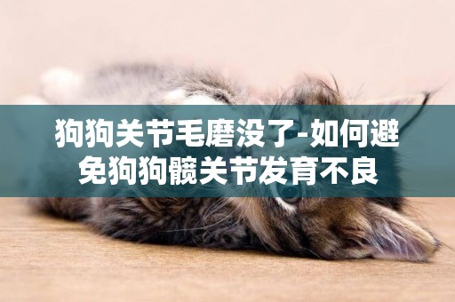 狗狗關節毛磨沒了-如何避免狗狗髖關節發育不良