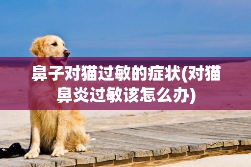 鼻子對貓過敏的癥狀(對貓鼻炎過敏該怎么辦)