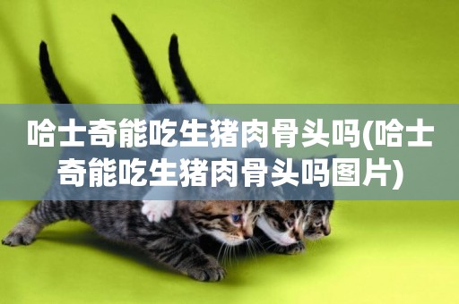 哈士奇能吃生豬肉骨頭嗎(哈士奇能吃生豬肉骨頭嗎圖片)