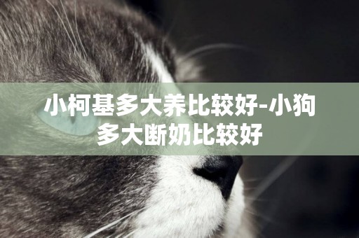 小柯基多大養比較好-小狗多大斷奶比較好