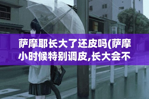 薩摩耶長大了還皮嗎(薩摩小時候特別調皮,長大會不會好點)