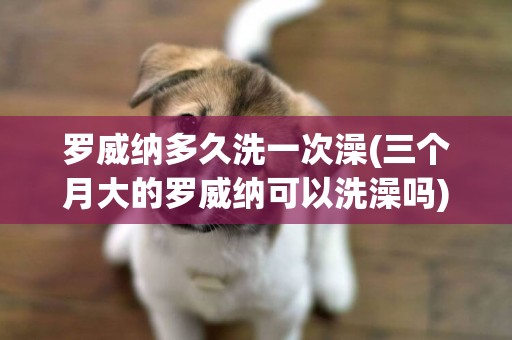 羅威納多久洗一次澡(三個月大的羅威納可以洗澡嗎)
