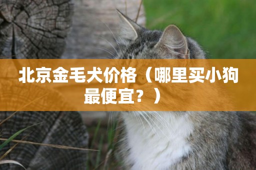 北京金毛犬價格（哪里買小狗最便宜？） 