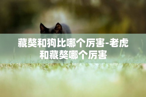 藏獒和狗比哪個厲害-老虎和藏獒哪個厲害