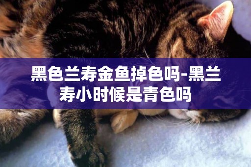 黑色蘭壽金魚掉色嗎-黑蘭壽小時候是青色嗎