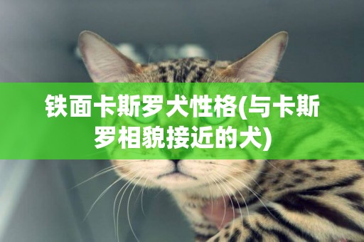 鐵面卡斯羅犬性格(與卡斯羅相貌接近的犬)
