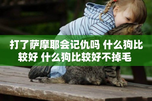 打了薩摩耶會記仇嗎 什么狗比較好 什么狗比較好不掉毛 