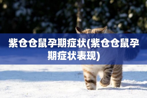 紫倉倉鼠孕期癥狀(紫倉倉鼠孕期癥狀表現)