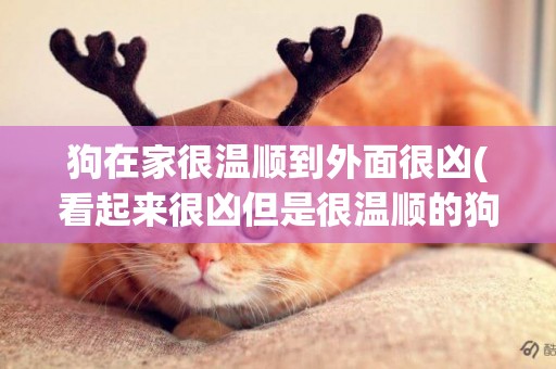 狗在家很溫順到外面很兇(看起來很兇但是很溫順的狗)
