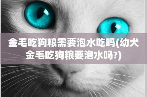 金毛吃狗糧需要泡水吃嗎(幼犬金毛吃狗糧要泡水嗎?)