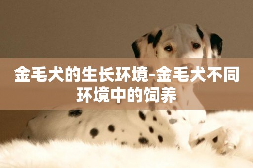 金毛犬的生長環境-金毛犬不同環境中的飼養
