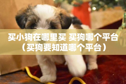 買小狗在哪里買 買狗哪個平臺（買狗要知道哪個平臺） 