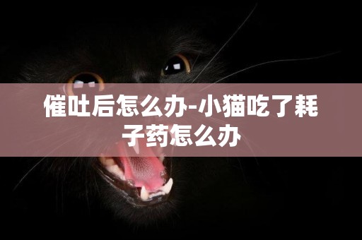 催吐后怎么辦-小貓吃了耗子藥怎么辦