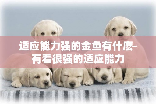 適應能力強的金魚有什麼-有著很強的適應能力