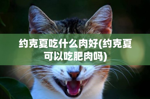 約克夏吃什么肉好(約克夏可以吃肥肉嗎)