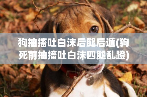 狗抽搐吐白沫后腿后遁(狗死前抽搐吐白沫四腿亂蹬)