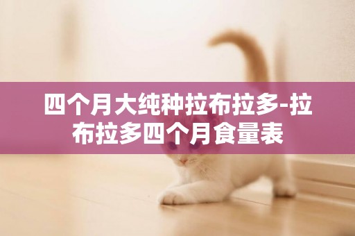四個月大純種拉布拉多-拉布拉多四個月食量表