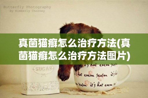真菌貓癬怎么治療方法(真菌貓癬怎么治療方法圖片)