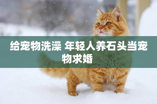 給寵物洗澡 年輕人養石頭當寵物求婚 