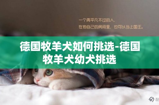 德國牧羊犬如何挑選-德國牧羊犬幼犬挑選
