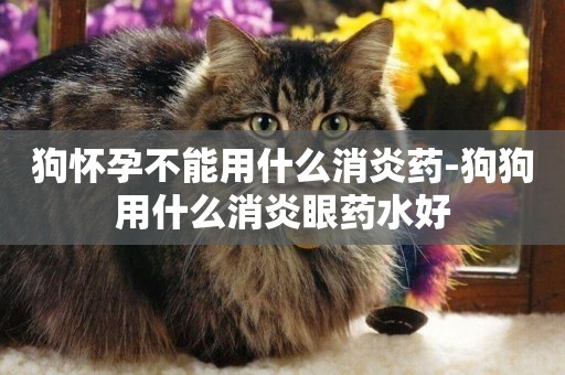 狗懷孕不能用什么消炎藥-狗狗用什么消炎眼藥水好