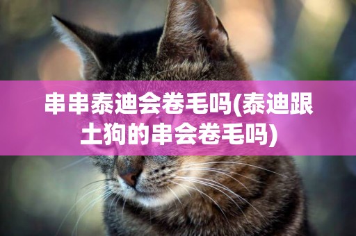 串串泰迪會卷毛嗎(泰迪跟土狗的串會卷毛嗎)