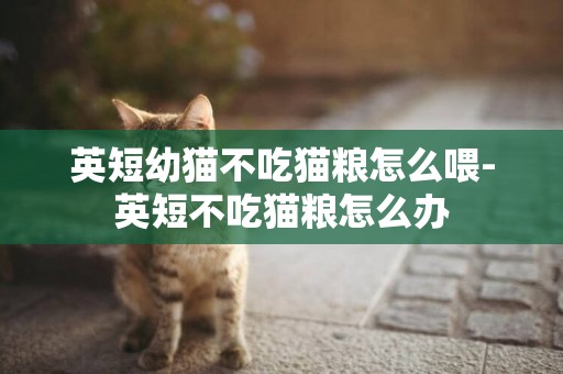 英短幼貓不吃貓糧怎么喂-英短不吃貓糧怎么辦