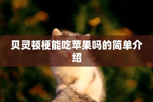 貝靈頓梗能吃蘋果嗎的簡單介紹