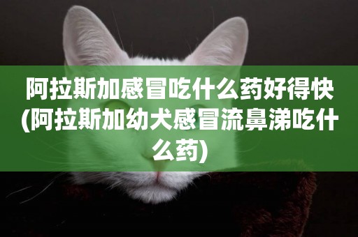 阿拉斯加感冒吃什么藥好得快(阿拉斯加幼犬感冒流鼻涕吃什么藥)
