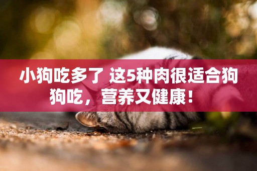 小狗吃多了 這5種肉很適合狗狗吃，營養又健康！ 