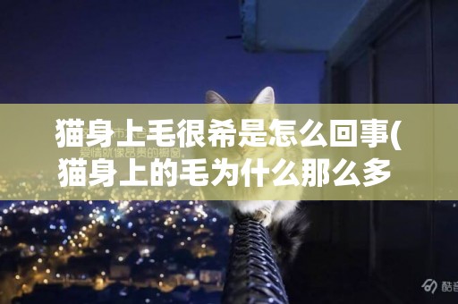 貓身上毛很希是怎么回事(貓身上的毛為什么那么多 在線)